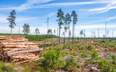 Lasy, społeczeństwo i demokracja: spory o przyszłość lasów w Polsce, w kontekście zmiany klimatu i wyzwań Europejskiego Zielonego Ładu